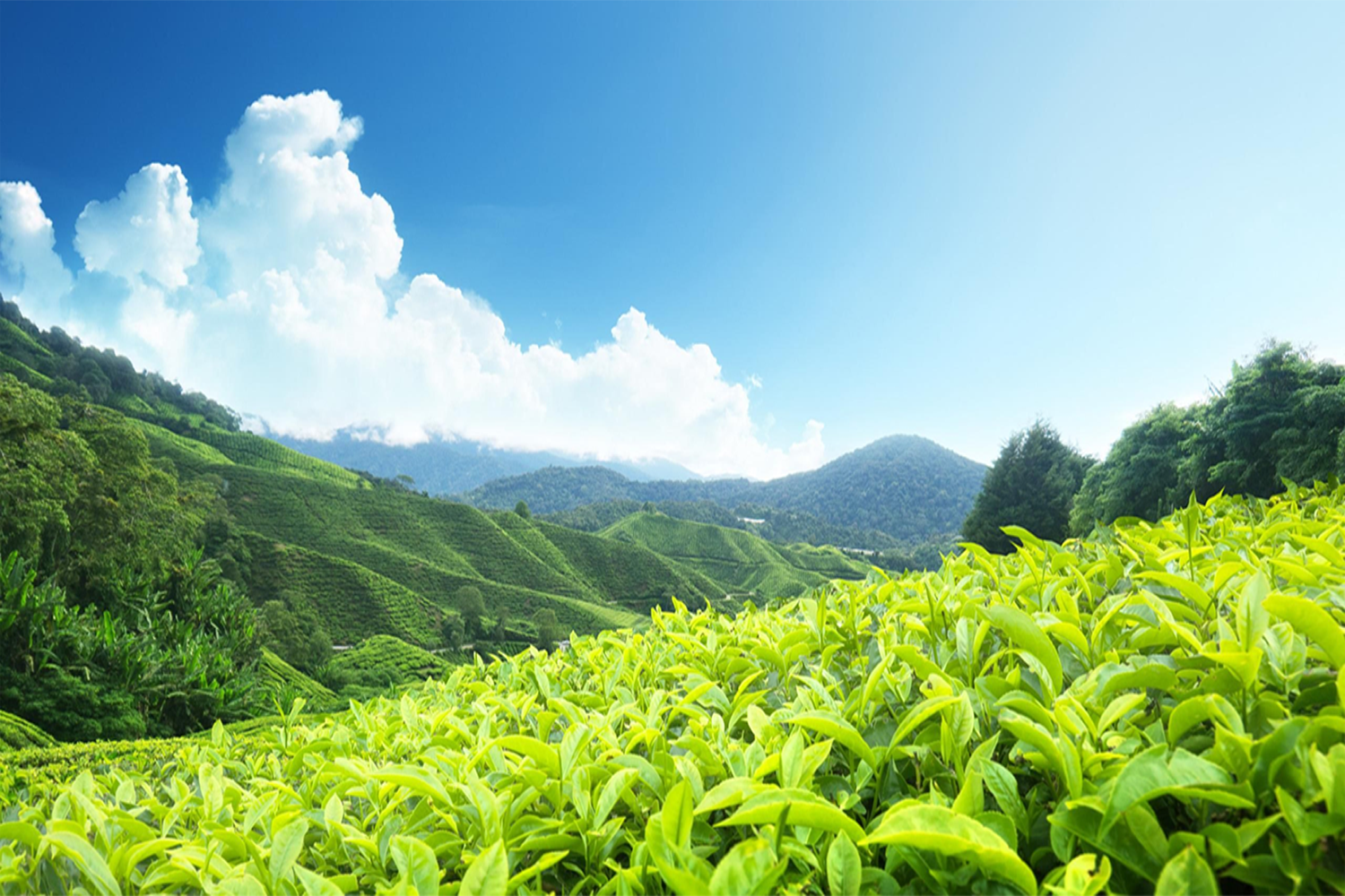 Meadows of Munnar