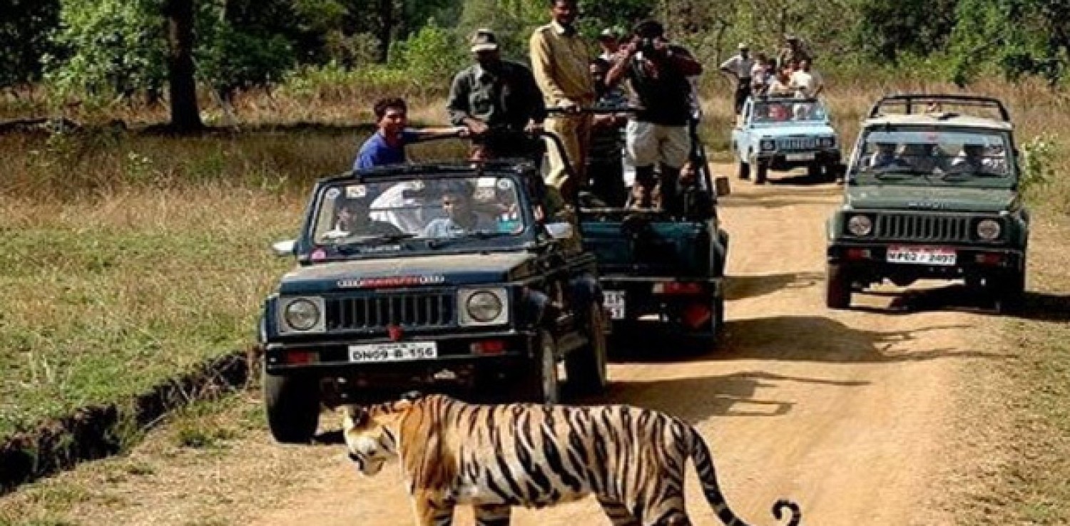 Bandipur National Park